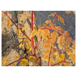 錦葉欒價(jià)格咨詢(xún)_錦葉欒發(fā)芽圖片