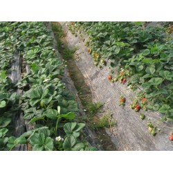 西北地膜生產廠家|優(yōu)質的地膜生產廠家就是金土地