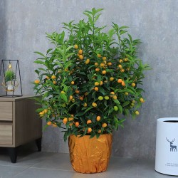 武漢植物租賃公司苗木服務(wù)，武漢家庭植物租擺公司綠植銷售