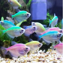 印度尼西亞觀(guān)賞魚(yú)進(jìn)口報(bào)關(guān)清關(guān)代理資質(zhì)公司—博雋進(jìn)口