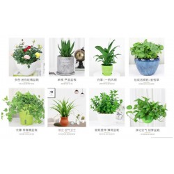 武漢室外苗木價(jià)格商場(chǎng)綠植養(yǎng)護(hù)工廠盆景報(bào)價(jià)，苗木服務(wù)寫(xiě)字樓花卉