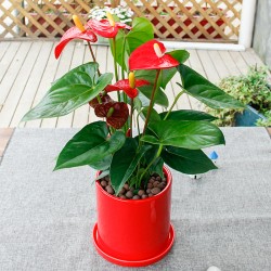 武漢寫字樓綠植出租戶外苗木銷售，武漢商場(chǎng)綠植價(jià)格工廠花卉租賃